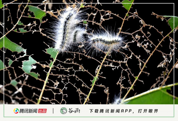 殺死那隻美國白蛾|穀雨 殺死那隻美國白蛾|穀雨