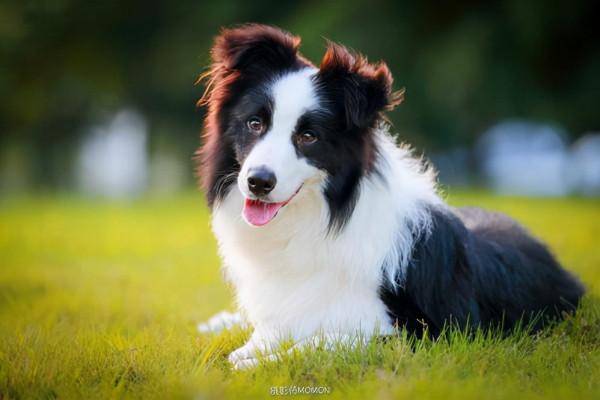 狗狗最新智商排名公佈