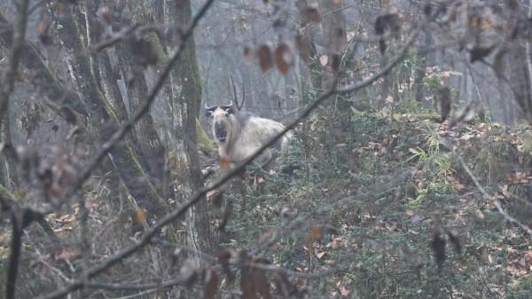 遁入羚牛出沒的迷霧森林，唐家河最危險的區域，風景美到不可思議