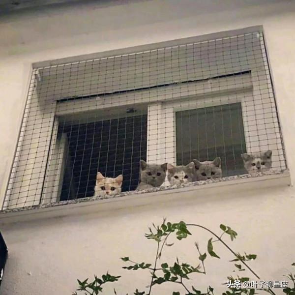 這些星座出身平凡，靠自己打拼出一片天，是金子，到哪裡都會發光