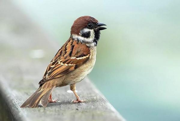 麻雀的精美圖片