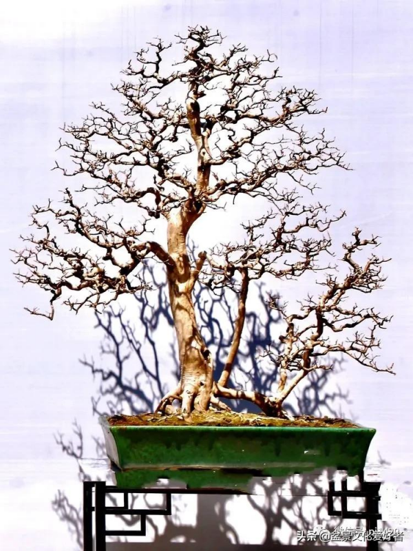 玩盆景,只是玩玩嗎? 玩盆景,只是玩玩嗎?