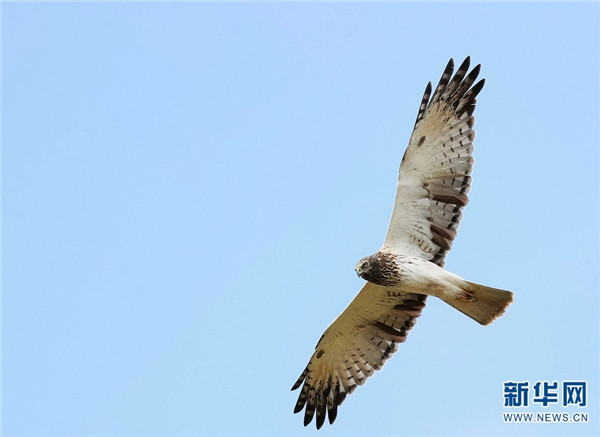 騰衝北海溼地迎來最佳觀鳥季 這些鳥你認識嗎？
