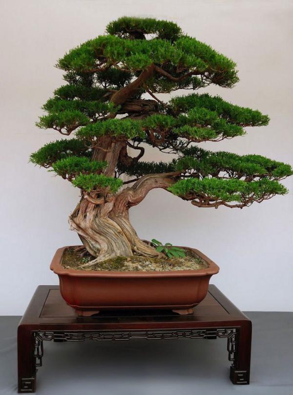 4種“便宜花”，多修剪少澆水，養成高價盆景，價格翻倍