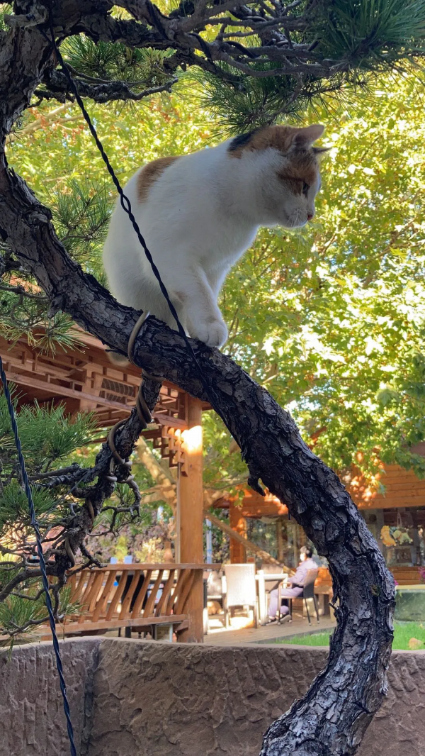 生命不能承受之…重