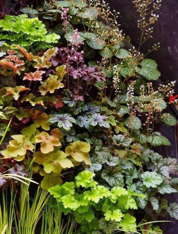 “27種”耐寒的花，好養不怕冷，低溫也能開花