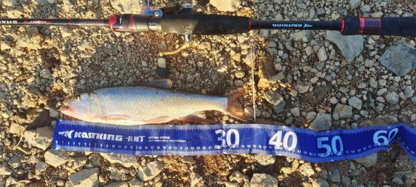 別急著把魚竿收起來,冬天照樣可以玩微物 別急著把魚竿收起來,冬天照樣可以玩微物