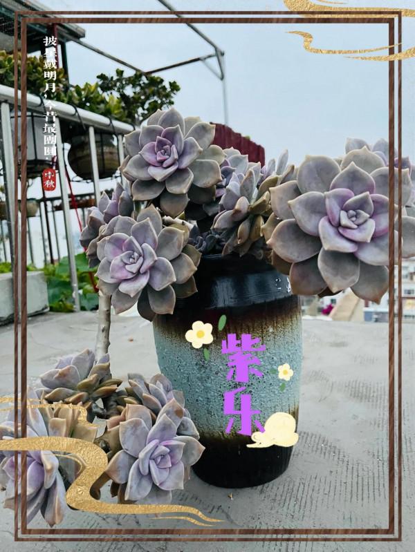 空中花園成就了我的夢想