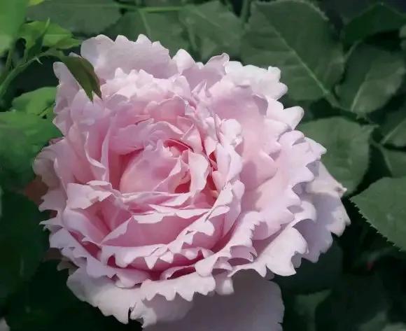 月季品種裡，據有牡丹月季之稱的6個品種，爭奇鬥豔，美不勝收