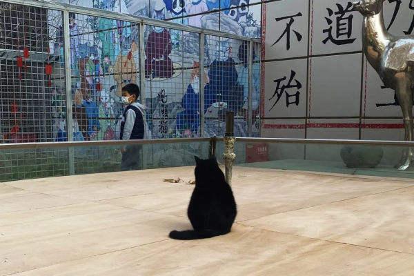 一覺醒來,我魚呢? 一覺醒來,我魚呢?