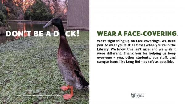 “惹不起”的鴨子，大學裡的網紅