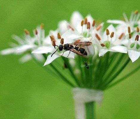 當代散文｜山韭韭那個花