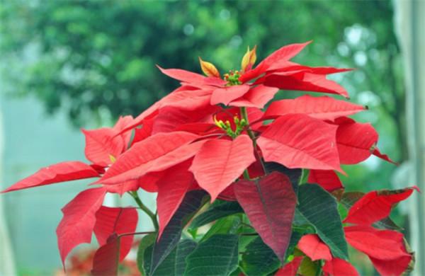 一品紅花有毒嗎?家裡可以養嗎?給出建議:一些小細節注意到就好 一品紅花有毒嗎?家裡可以養嗎?給出建議:一些小細節注意到就好