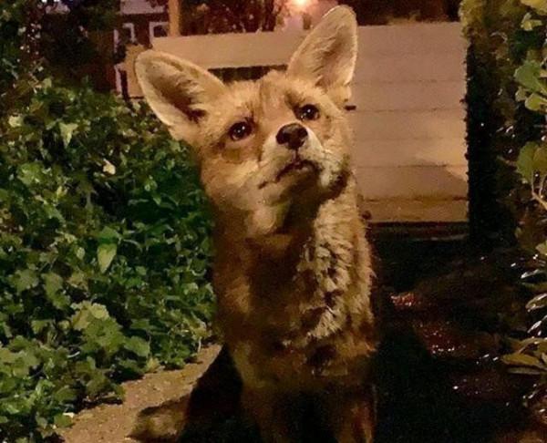 受傷狐狸尋求男子幫助，試探一年後，卻帶著“孩子”來投奔