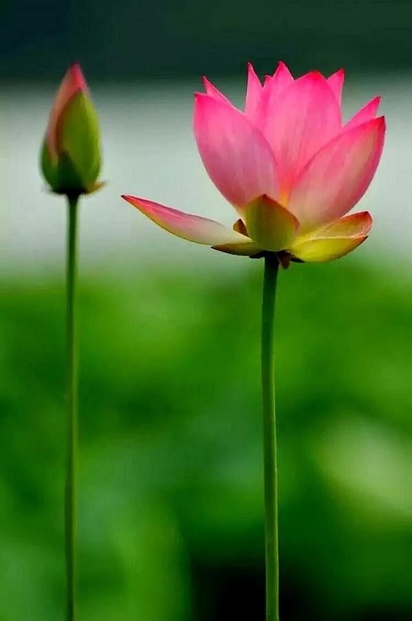 冬季看蓮花是“雪蓮”嗎? 冬季看蓮花是“雪蓮”嗎?