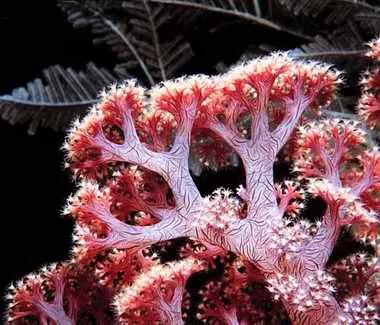 海底世界一一珊瑚媚