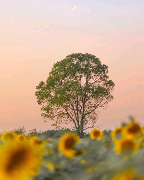 裝傻說起來有點傻,其實很聰明!有些星座,很聰明,卻藏得很深 裝傻說起來有點傻,其實很聰明!有些星座,很聰明,卻藏得很深