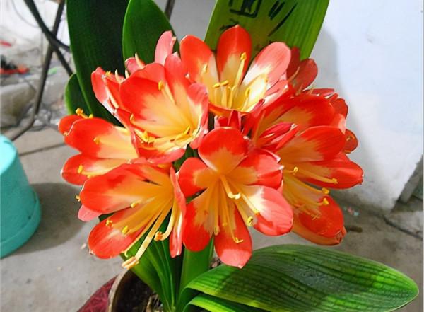 元旦前，“七種花”趕緊搬到陽臺上凍一凍，生長茂盛，花苞呼呼冒