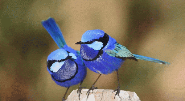 這種小藍鳥,一年四季都會給異性送花 這種小藍鳥,一年四季都會給異性送花