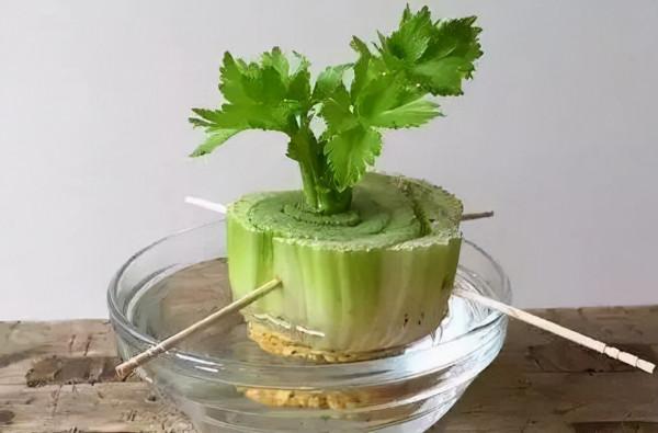 4種“蔬菜頭”不要扔，“丟”在水裡，一週養成盆栽，天天能吃