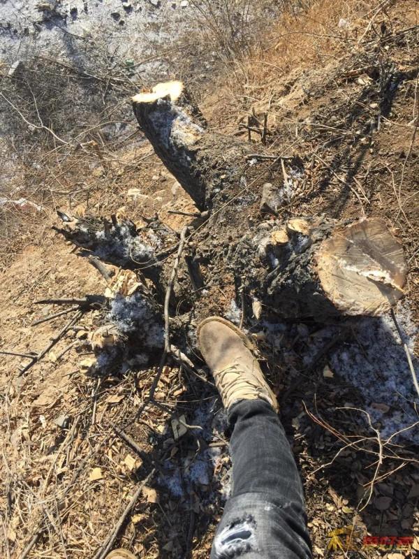 鄉村記憶:劈樹疙瘩,燒劈柴 鄉村記憶:劈樹疙瘩,燒劈柴