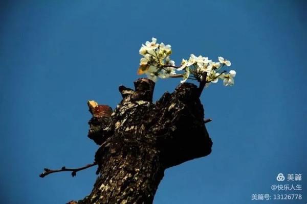 鐵兵遊記｜永定河畔萬畝梨花香雪海
