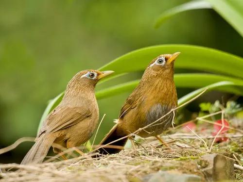 分享鳥類圖片-畫眉鳥
