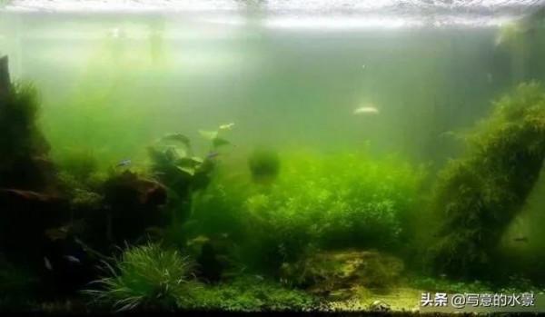 水草缸水體渾濁？原因在這。魚缸造景入門十五：水體渾濁原因