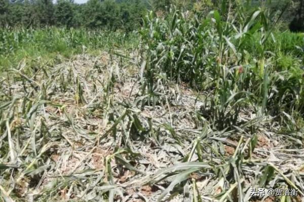 真實事件：甘肅66歲老漢茶園遭熊貓撕咬！起訴當地機構後獲賠40W