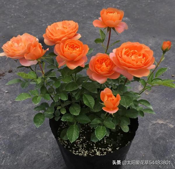 月季果汁陽臺開花香又漂亮,很少生病蟲害,一年四季都開花 月季果汁陽臺開花香又漂亮,很少生病蟲害,一年四季都開花