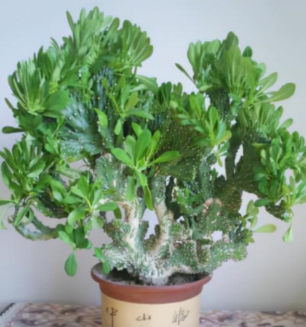 不喜歡小型花草，那就養9種&OpenCurlyDoubleQuote;大盆花&rdquo;，名字霸氣，好養寓意好