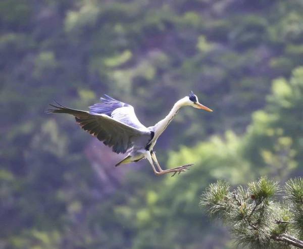 識鳥課堂|美麗的蒼鷺欣賞 識鳥課堂|美麗的蒼鷺欣賞
