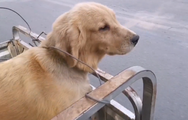 江蘇:養殖戶要把繁殖的金毛賣狗肉館,網友:我能做的只有這麼多 江蘇:養殖戶要把繁殖的金毛賣狗肉館,網友:我能做的只有這麼多
