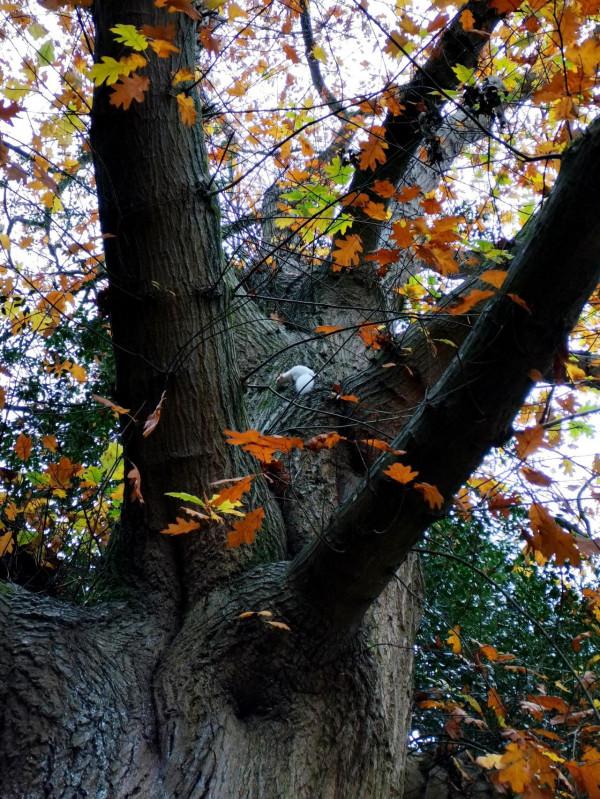 可愛的白色小精靈