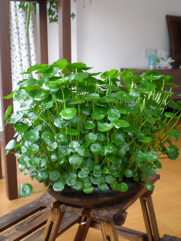 7種吉祥花，適合養在家裡，一帆風順鴻運當頭，日子越過越紅火