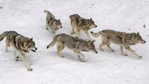 1992年，四川女孩撿回小狼崽，養大變暖心牧羊犬，分離時淚流滿面