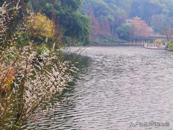 只是逛個公園，沒想卻有這麼多景點，看到臘梅確實讓人格外驚喜
