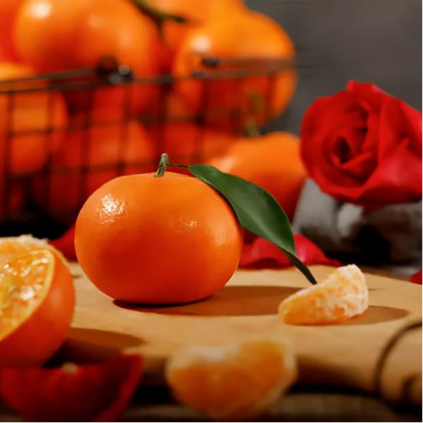 海歸女農場主獨創玫瑰柑,年產60多萬斤賣到脫銷 海歸女農場主獨創玫瑰柑,年產60多萬斤賣到脫銷