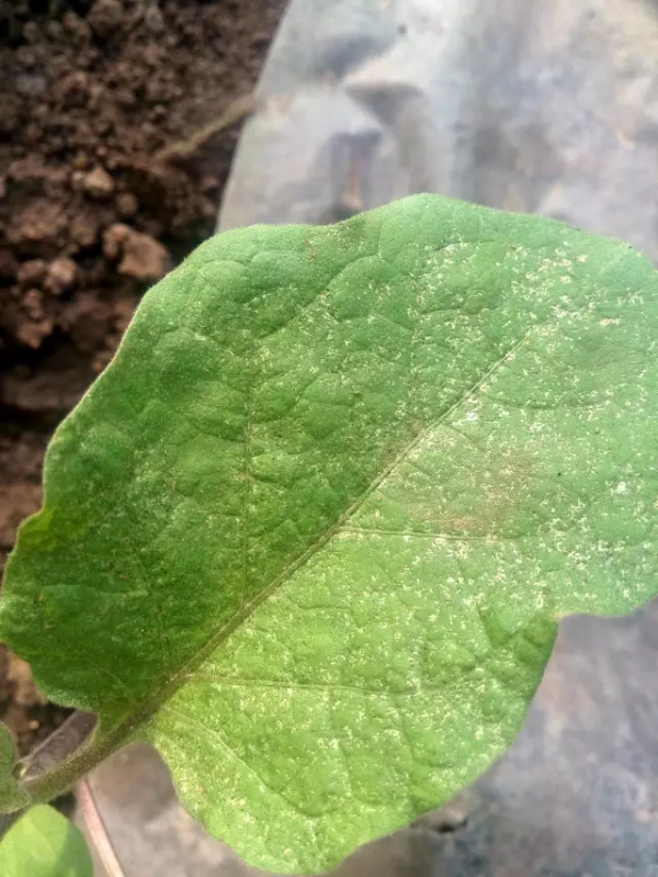 花園入秋常見三大蟲害，做好這幾點不生蟲