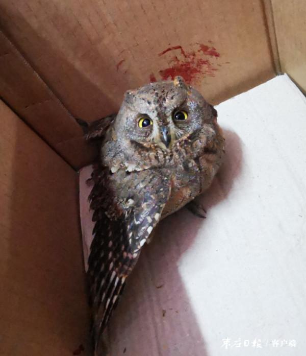 滕州倆中學生撿到國家二級保護動物 滕州倆中學生撿到國家二級保護動物