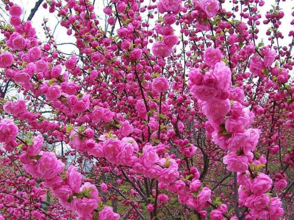 農村常見的五種植物，卻都含有“劇毒”，有人還當寶，小心