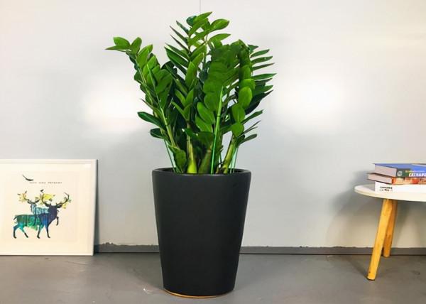 利於健康的吉祥花,建議從這12種裡面選擇,好養大氣有旺宅的寓意 利於健康的吉祥花,建議從這12種裡面選擇,好養大氣有旺宅的寓意