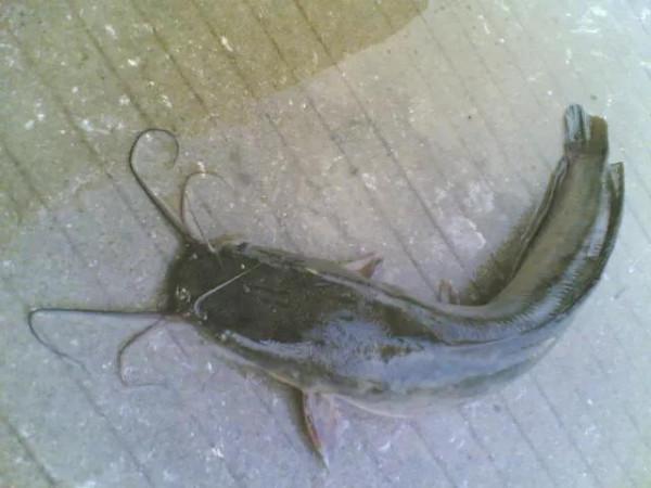 深圳一河道內到大魚成群，卻無人問津，這是為什麼呢？