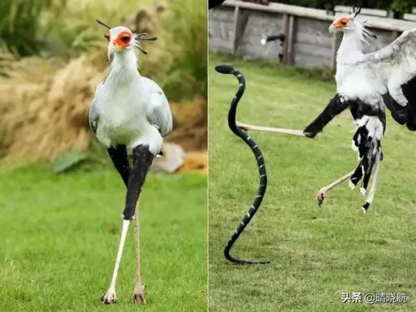 21張活久未見的罕見照片，大自然有時很殘酷，網友直呼長見識了