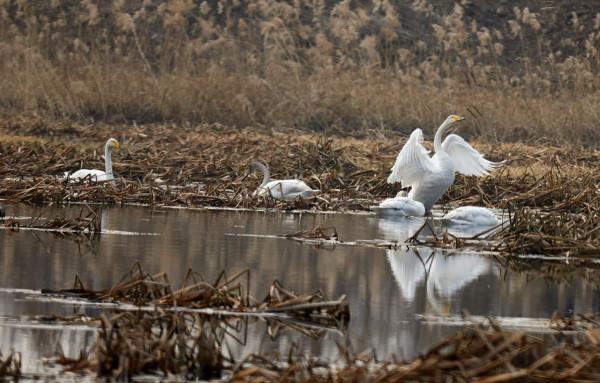天鵝怎麼選擇在這個小河溝歇腳? 天鵝怎麼選擇在這個小河溝歇腳?