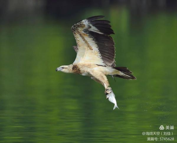 鳥類空中的戰鬥機&mdash;&mdash;白腹海雕