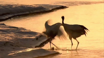 遭遇大規模禽流感，在以色列越冬的野生鶴大量死亡