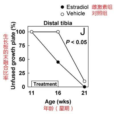 關於東亞人身高:發育成長的終點 關於東亞人身高:發育成長的終點