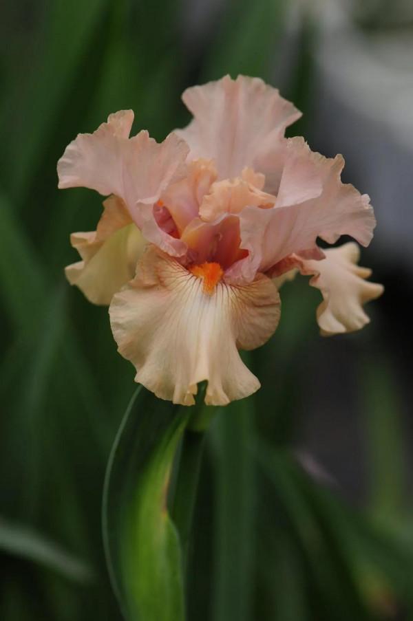 今年的德國鳶尾正在爆芽，明年春天都可以開花，完美