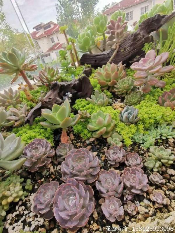 多肉夏天怎麼養?休眠期一到,就要小心了 多肉夏天怎麼養?休眠期一到,就要小心了